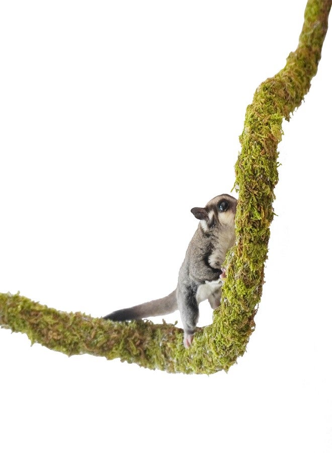 Begeterday 25 Inch Bendable Sugar Glider Climbing Toys, Ideal Sugar Glider Cage Accessories - Image 1